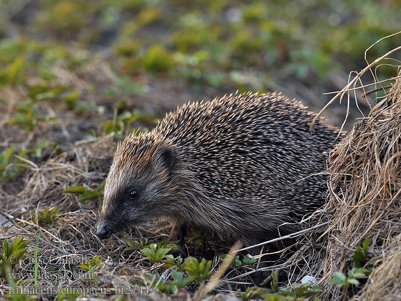 Erinaceus europaeus Braunbrustigel Erizo común