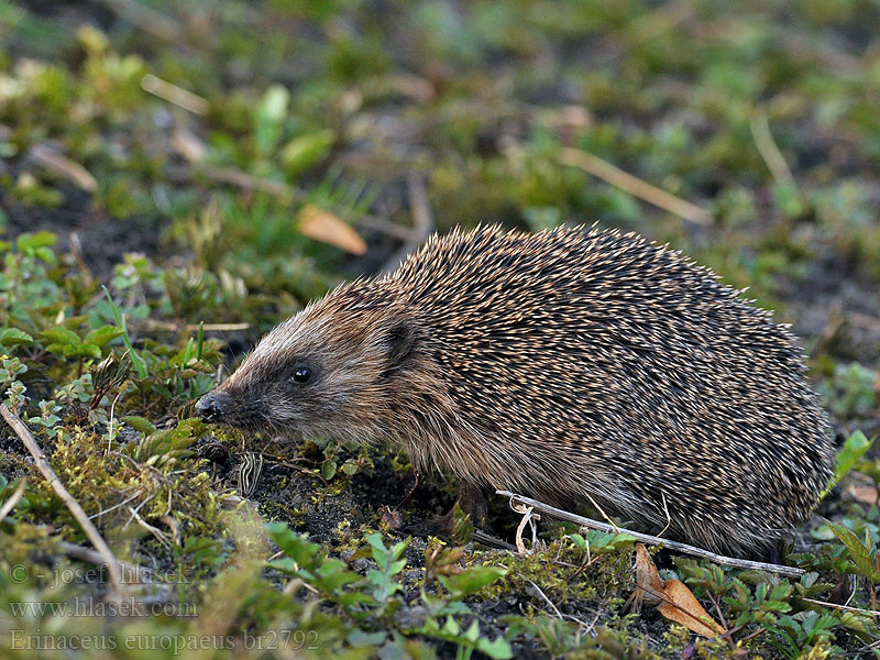 Erinaceus europaeus Ježek západní Jeż zachodni