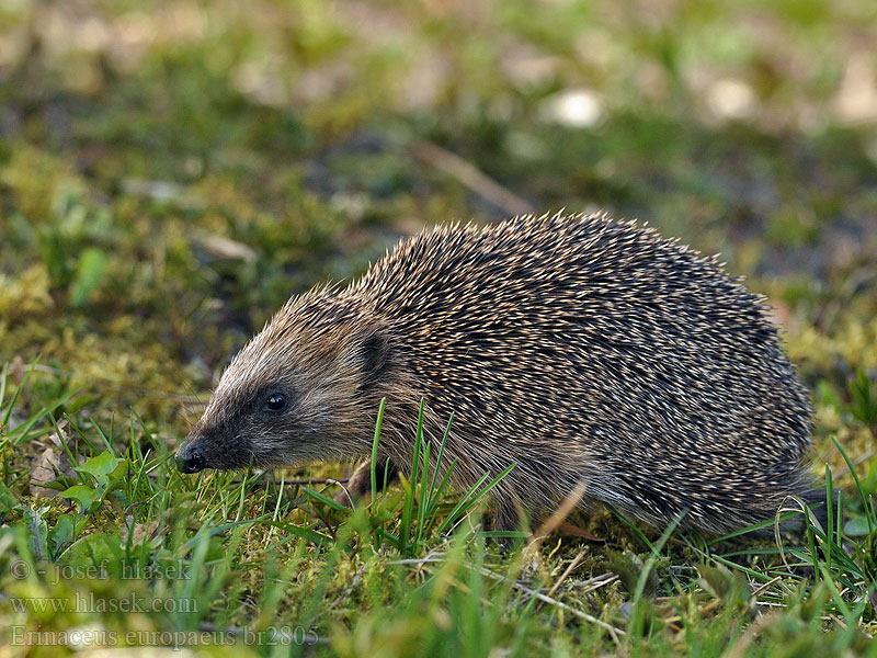 Erinaceus europaeus Jež západourópský bledý Riccio Egel