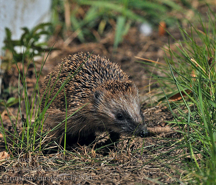 Erinaceus europaeus Vest Pindsvin Igelkott Piggsvin Siili