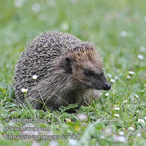 Egel Vest Pindsvin Igelkott Piggsvin Siili Közönséges sündisznó Ouriço-cacheiro Harilik siil