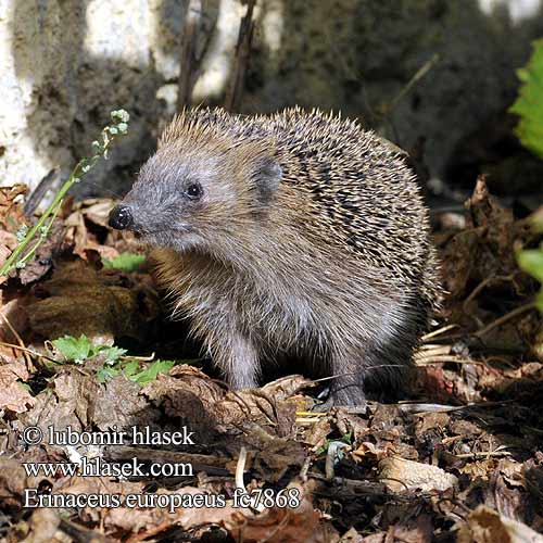 European Western Hedgehog European Hérisson Europe Braunbrustigel Erizo común