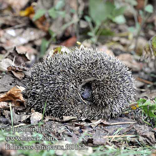 Erinaceus europaeus fd0183