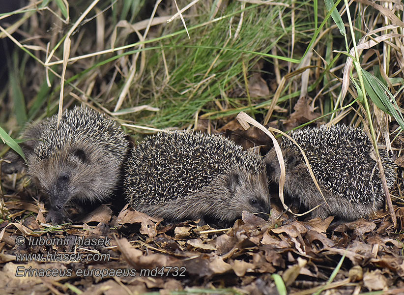 Erinaceus europaeus