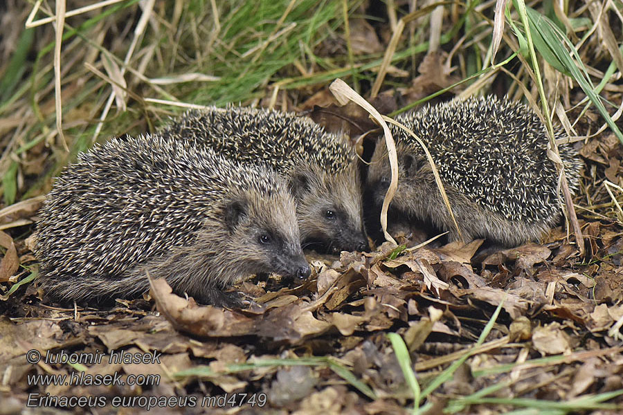 Hérisson d'Europe Erinaceus europaeus