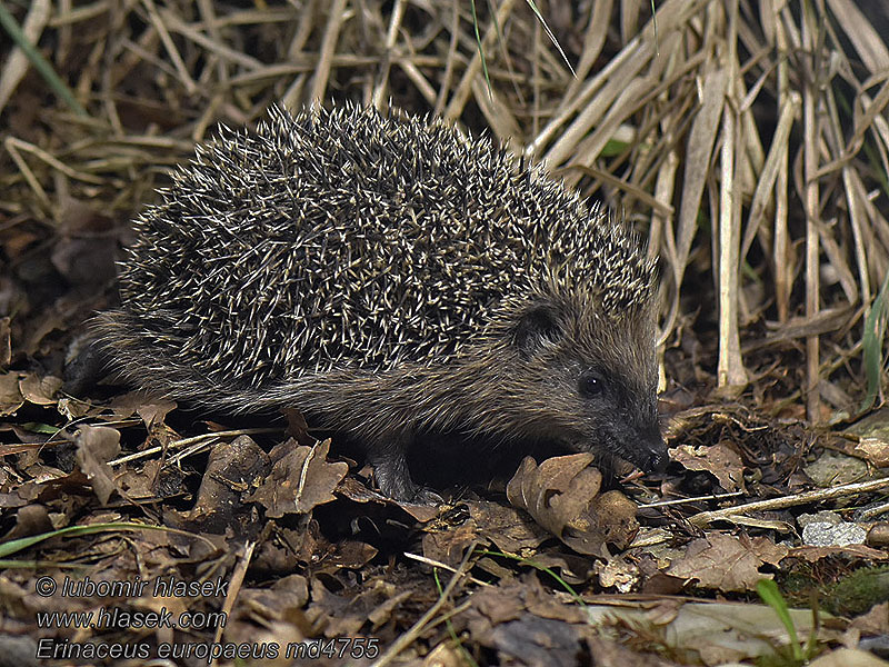 Erinaceus europaeus