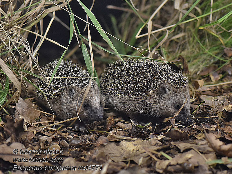 Erinaceus europaeus