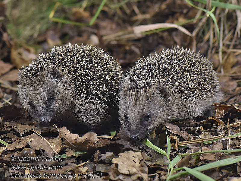 Erinaceus europaeus