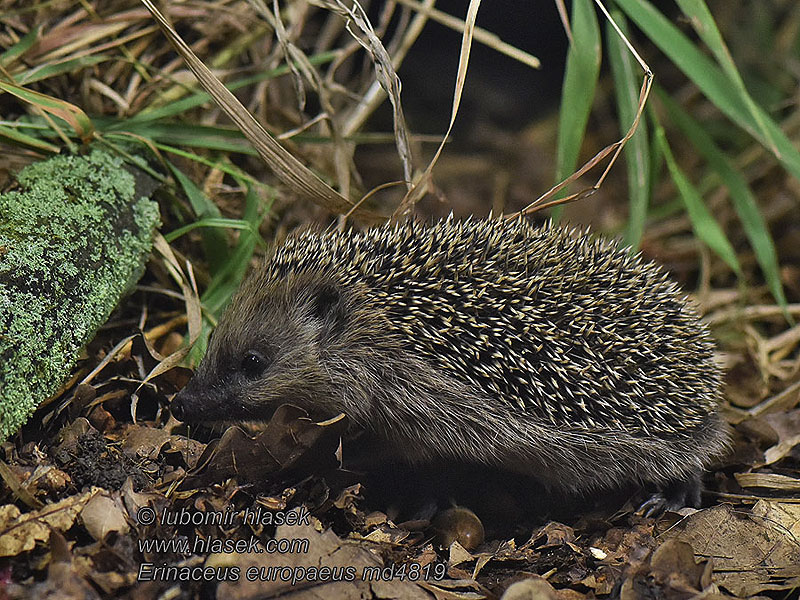 Hérisson d'Europe Erinaceus europaeus