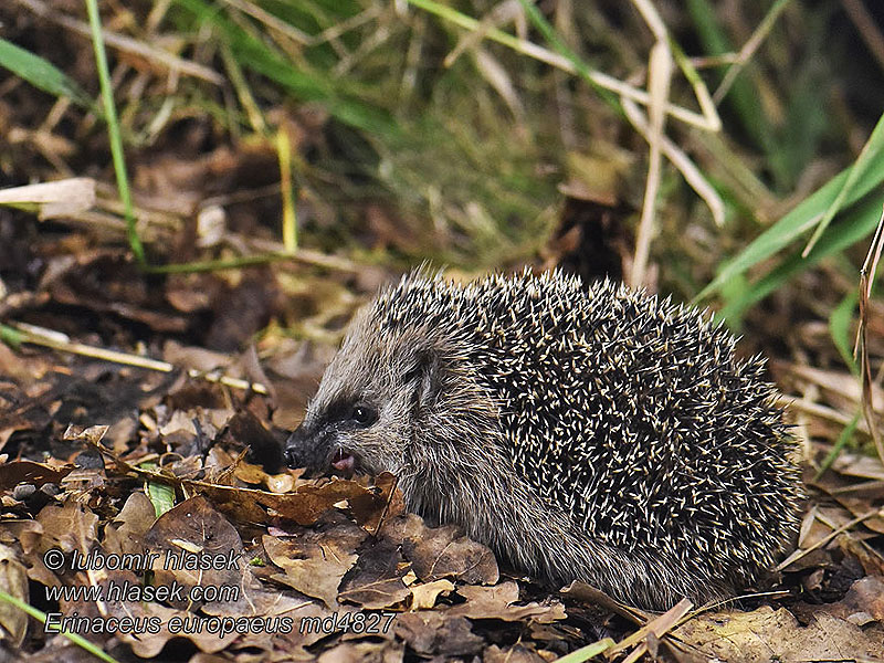 Erinaceus europaeus