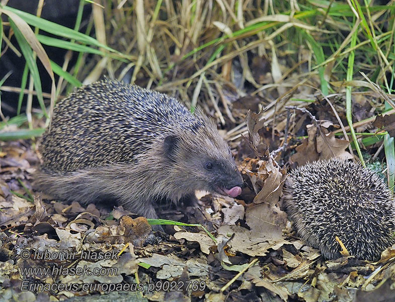 Erinaceus europaeus