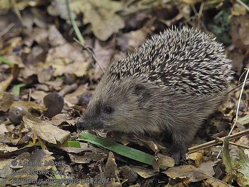 Erinaceus europaeus