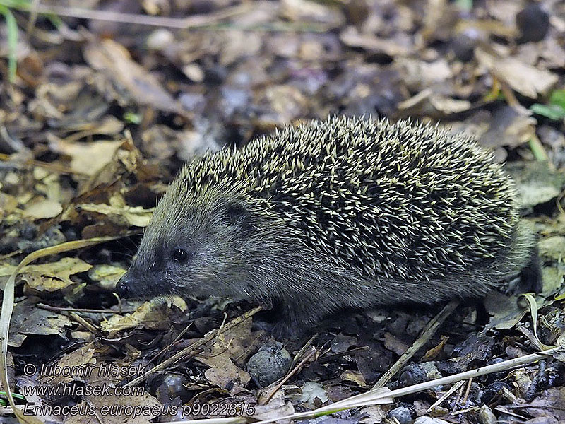 Erinaceus europaeus