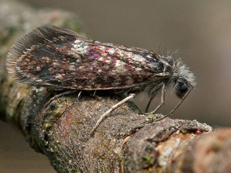 Geelkoppurpermot Glasbjörkspurpurmal Eriocrania salopiella