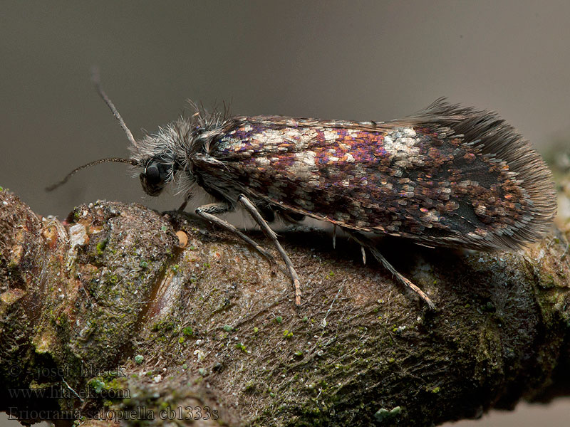 Glasbjörkspurpurmal Eriocrania salopiella