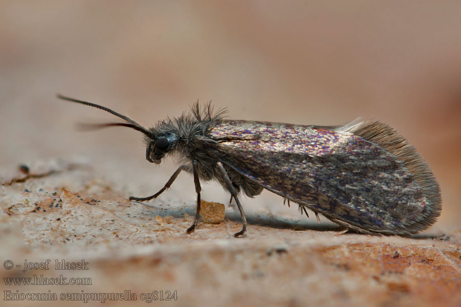 Birkeminérmøl オオスイコバネ Eriocrania semipurpurella