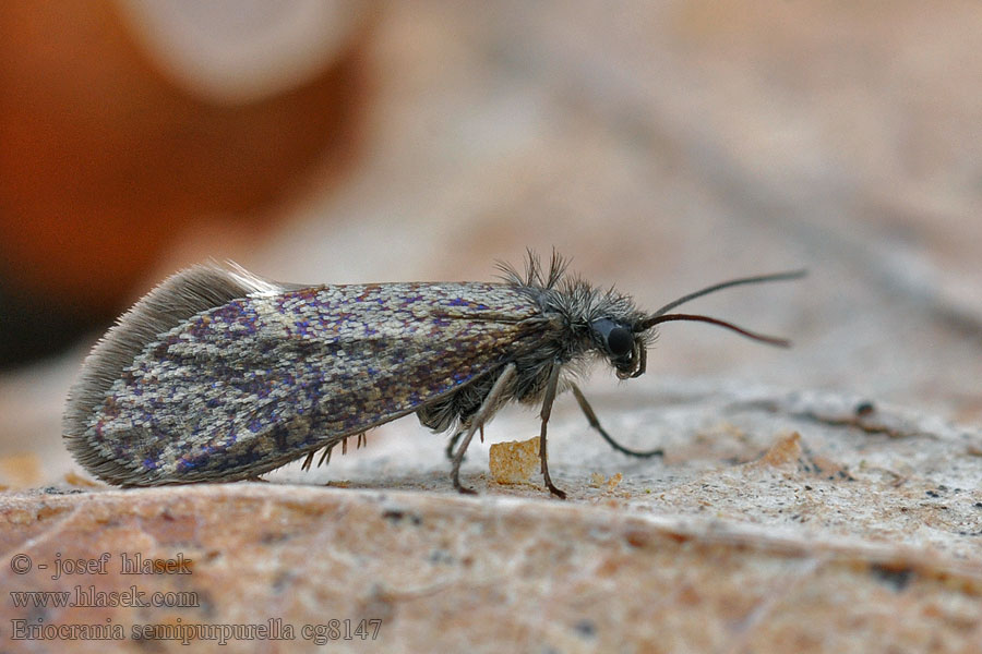 Drobnokřídlík jarní Early Purple Eriocrania semipurpurella