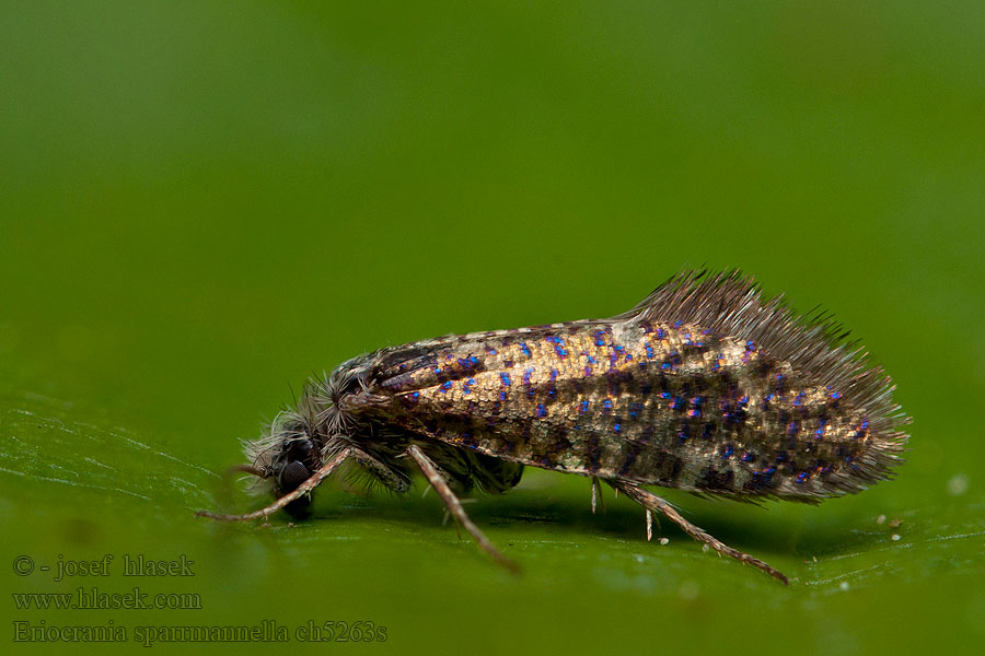 Drobnokřídlík modroskvrnný Sparrmanns Trugfalter Eriocrania sparrmannella