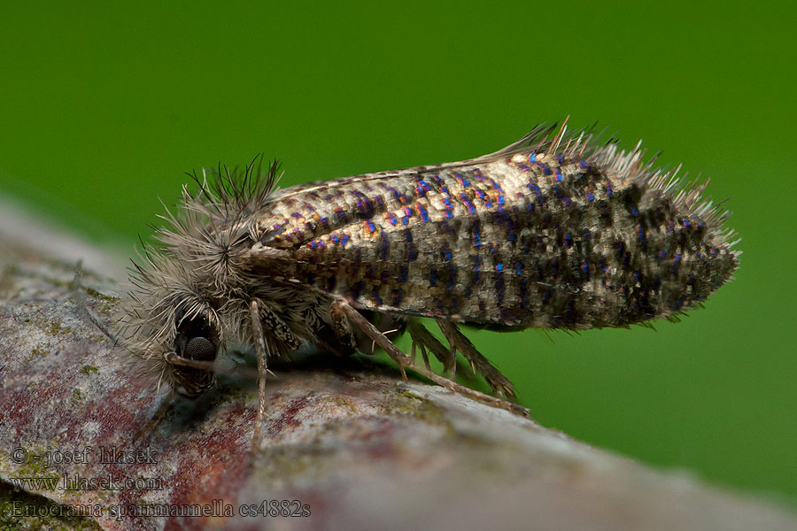 Eriocrania sparrmannella Late purpermot Nyíraknázó ősmoly