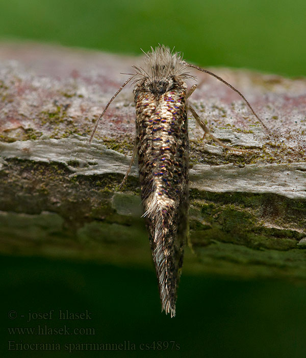 Eriocrania sparrmannella Praktpurpurmal キンマダラスイコバネ