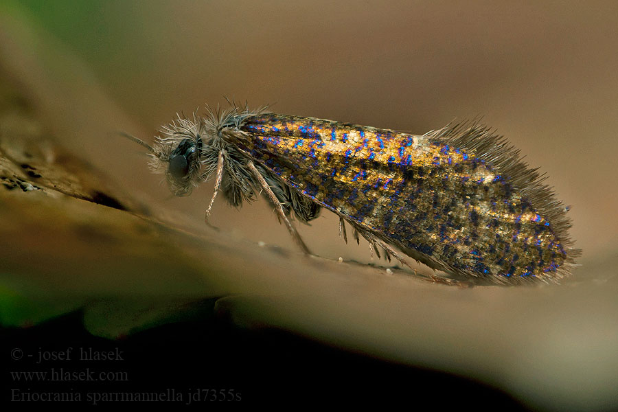 Prvomoľa Sparrmannova Late purpermot Eriocrania sparrmannella