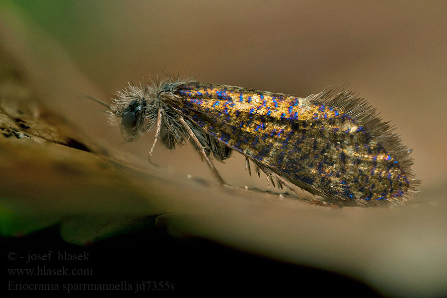 Prvomoľa Sparrmannova Late purpermot Eriocrania sparrmannella