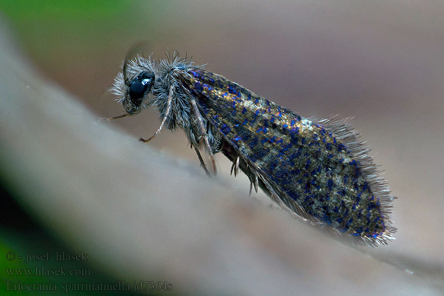 Nyíraknázó ősmoly Praktpurpurmal キンマダラスイコバネ Eriocrania sparrmannella