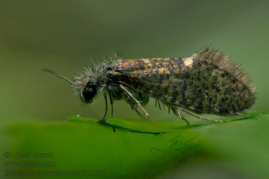 Eriocrania sparrmannella Drobnokřídlík modroskvrnný Sparrmanns Trugfalter