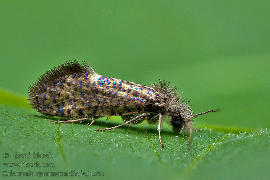 Praktpurpurmal キンマダラスイコバネ Eriocrania sparrmannella