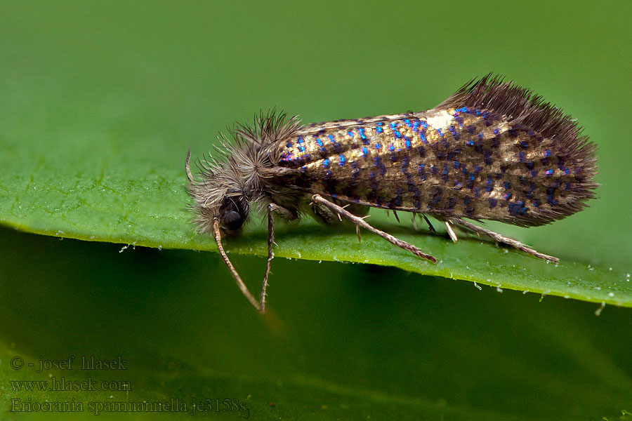 Late purpermot Nyíraknázó ősmoly Eriocrania sparrmannella