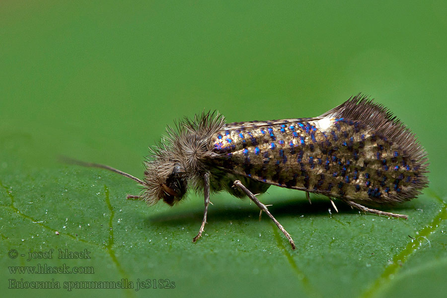 Моль минирующая короткоусая Eriocrania sparrmannella