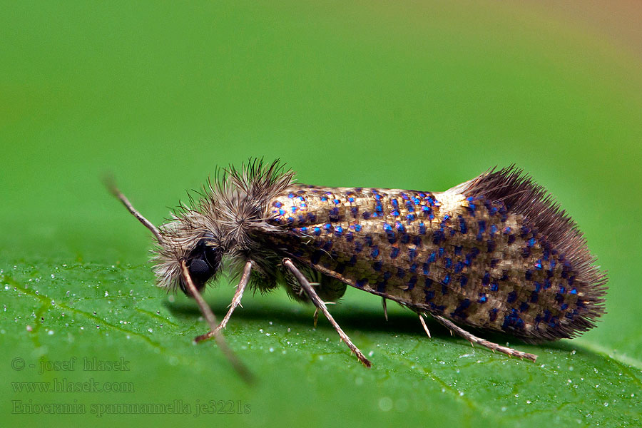 Drobnokřídlík modroskvrnný Eriocrania sparrmannella