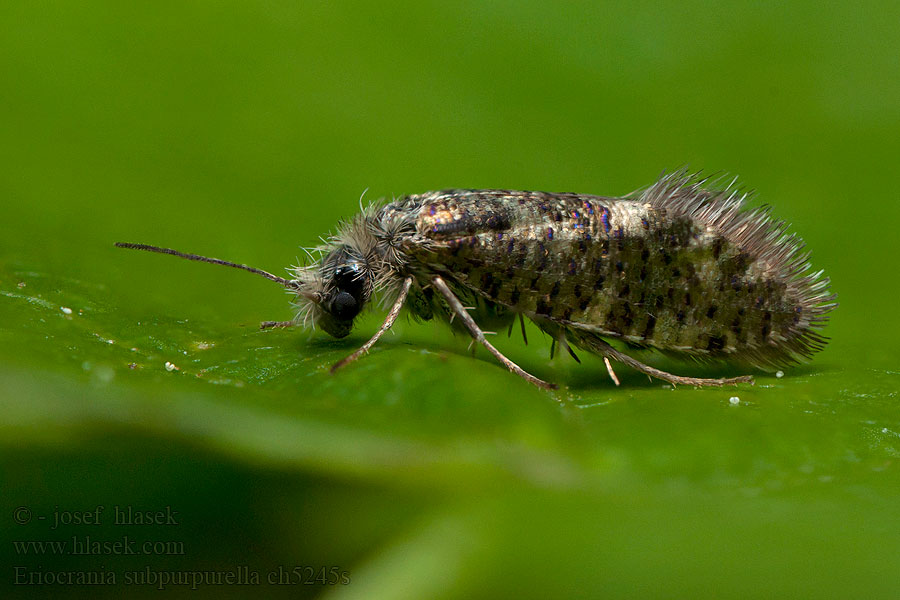 Eriocrania subpurpurella Dyseriocrania Drobnokřídlík lesní