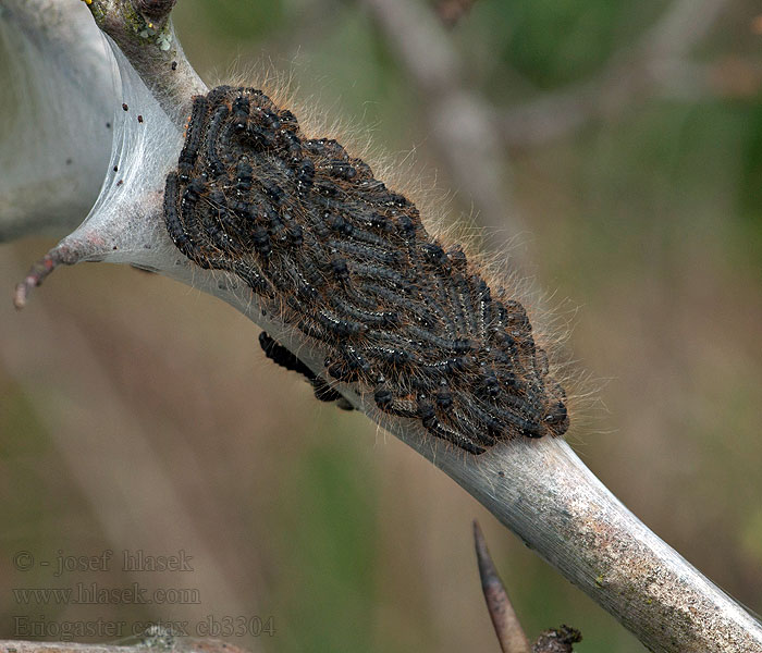 Priadkovec Bourovec trnkový Eriogaster catax