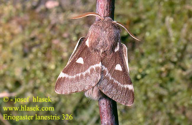 Eriogaster lanestris Small Eggar Koivukehrääjä Bombyx Laineux Tavaszi gyapjasszövő Gewöhnlicher Wollafter Kirchenspinner Bourovec březový Bómbix Cerezo Björkspinnare Rödbrun ullgump Barczatka puchowica Priadkovec brezový Björkspinnare Bjorkespinner Uldhale Wolspinner Пушистый коконопряд Tavaszi gyapjasszövő Barna