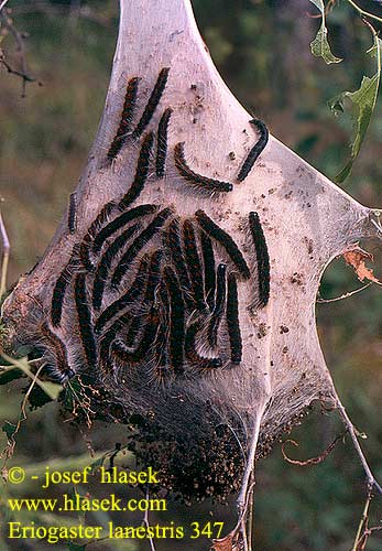 Eriogaster lanestris Tavaszi gyapjasszövő Barna Gewöhnlicher Wollafter Kirchenspinner Bourovec březový Bómbix Cerezo Björkspinnare Rödbrun ullgump Barczatka puchowica Priadkovec brezový Björkspinnare Bjorkespinner Uldhale Wolspinner Пушистый коконопряд Small Eggar Koivukehrääjä Bombyx Laineux