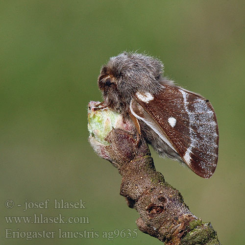 Eriogaster lanestris Wolspinner Пушистый коконопряд Small Eggar Koivukehrääjä Bombyx Laineux Tavaszi gyapjasszövő Barna Gewöhnlicher Wollafter Kirchenspinner Bourovec březový Bómbix Cerezo Björkspinnare Rödbrun ullgump Barczatka puchowica Priadkovec brezový Björkspinnare Bjorkespinner Uldhale