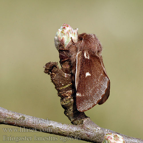 Eriogaster lanestris Bombyx Laineux Laineuse Cerisier Tavaszi gyapjasszövő Barna Gewöhnlicher Wollafter Kirchenspinner Bourovec březový Bómbix Cerezo Björkspinnare Rödbrun ullgump Barczatka puchowica Priadkovec brezový Björkspinnare Bjorkespinner Uldhale Wolspinner Пушистый коконопряд Small Eggar Koivukehrääjä