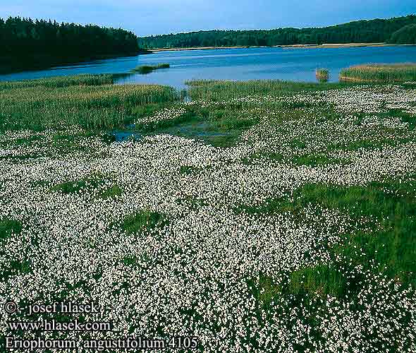 Eriophorum angustifolium Tall Cotton-grass Smalbladet Karuld Luhtavilla