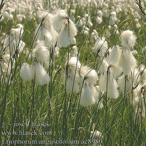 Eriophorum angustifolium Schmalblättriges Wollgras Wełnianka wąskolistna