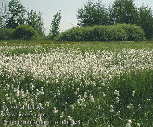 Eriophorum angustifolium Suchopýr úzkolistý Ängsull