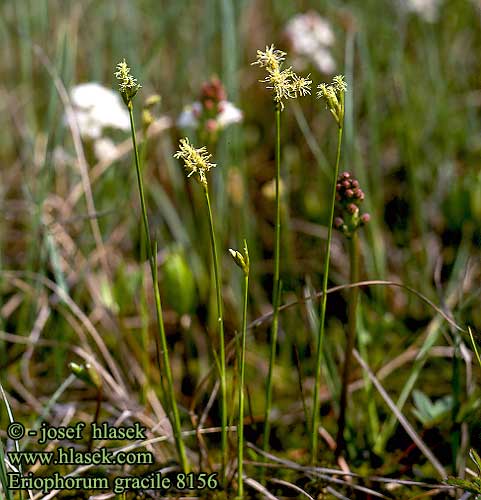 Eriophorum gracile Suchopýr štíhlý Kärrull Пушица стройная