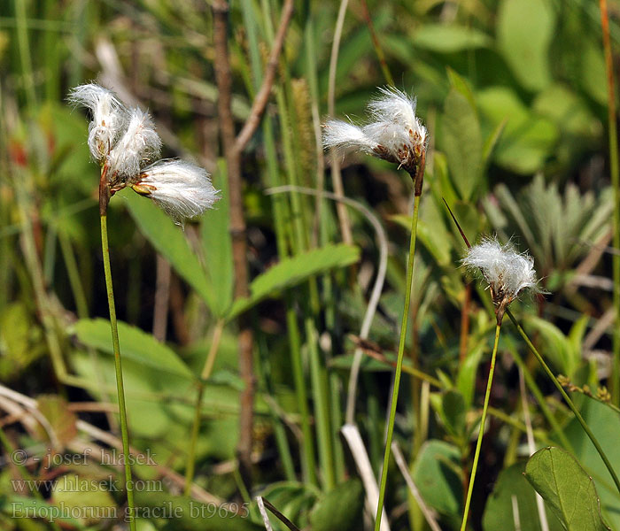 Eriophorum gracile Linaigrette grêle Slank wollegras Pennacchi gracili