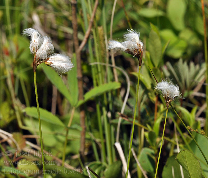 Eriophorum gracile Linaigrette grêle Slank wollegras Pennacchi gracili