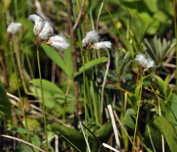 Eriophorum gracile Vékony gyapjúsás Zierliches Wollgras Schlankes