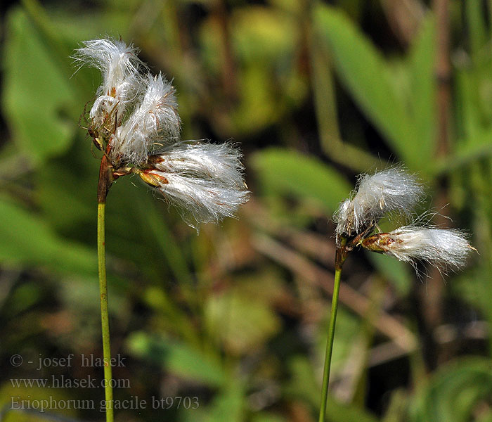 Eriophorum gracile Wełnianka delikatna Suchopýr štíhlý Kärrull