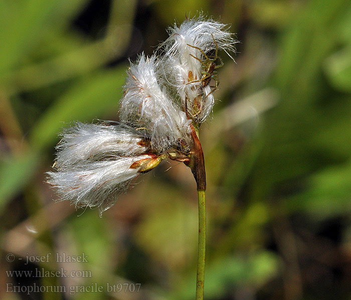 Eriophorum gracile Пушица стройная Páperník štíhly широколистна