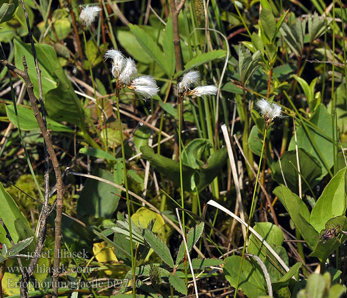 Eriophorum gracile Sale villpea サギスゲ Lieknasis švylys