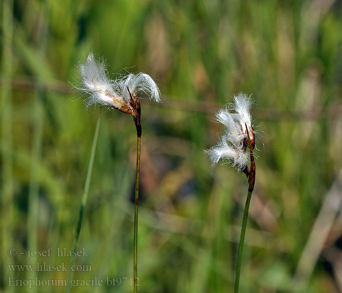 Eriophorum gracile Småull Bumbăcăriţă Vitki munec