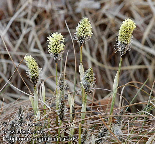 Eriophorum vaginatum Scheidiges Wollgras Wełnianka pochwowata